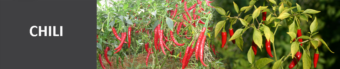 chili atas2