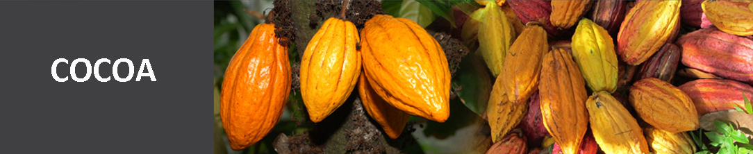cocoa atas3