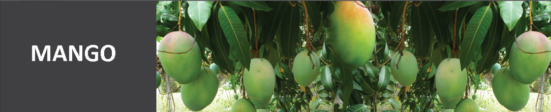 mango atas3