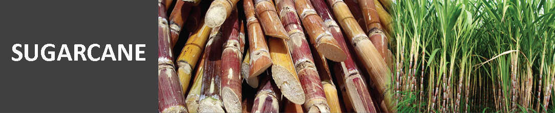 sugarcane atas3