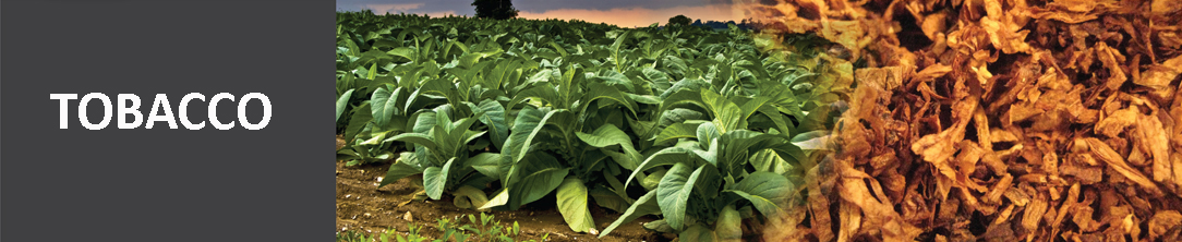 tobacco3